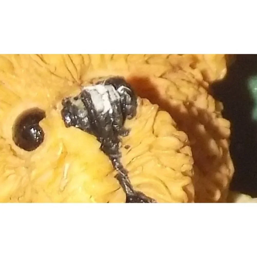 Boyds Bears Bearwear Brooch Lapel Pin Life Is A Daring Adventure Vintage - 26106 - Picture 4 of 4